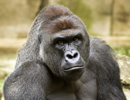 Sólo un animal
